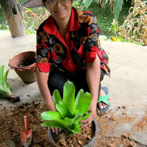 Parichari บริการส่งต้นไม้รอบกรุงเทพ Houseplants Homestyle Garden Bangkok Delivery